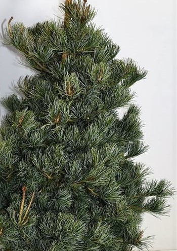 Сосна мелкоцветковая Негиши